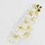 Ripple Phalaenopsis Stem White