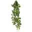 Pothos Hanging Bush 8 Branches