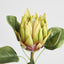 King Protea 60cm Green