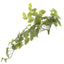 Pothos hanging Bush 70cm Green