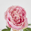 Peony Spray 60cm Pink - Pack of 12