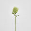 Pincushion Native Flower 60cm Green
