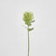 Pincushion Native Flower 60cm Green