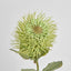 Pincushion Native Flower 60cm Green