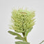 Pincushion Native Flower 60cm Green