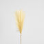 Pampas Spray 1.2m