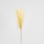 Pampas Spray 1.2m