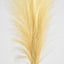 Pampas Spray 1.2m