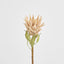 Dried Look Protea Stem 75cm Blush