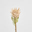 Dried Look Protea Stem 75cm Blush