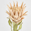 Dried Look Protea Stem 75cm Blush