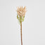 Dried Look Protea Stem 75cm Blush