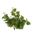 Pothos Leaf Hanging Vine Dark Green