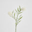 Protea Stem 2 Heads White (Set of 12)