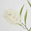 Protea Stem 2 Heads White (Set of 12)