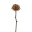 Dried Look Pincushion Stem 61cm Brown