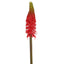 Red Hot Poker Stem 69cm Red (Set of 12)