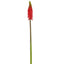 Red Hot Poker Stem 69cm Red (Set of 12)