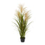 Pack of 2 x Pampas Grasses in Black Pot
