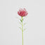 Pincushion Stem 63cm Red - Pack of 12