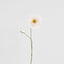 Poppy Stem 75cm White