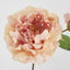 Peony Stem 61cm Apricot - Pack of 16