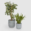 Dessa Large Terrazzo Planter Set of Two