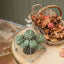 Topiary with Pots Set2