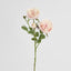 David Austin English Rose 55cm Pink
