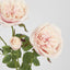 David Austin English Rose 55cm Pink