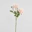 David Austin English Rose 55cm Pink