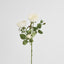 David Austin English Rose 55cm White
