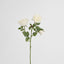 David Austin English Rose 55cm White