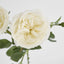 David Austin English Rose 55cm White