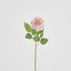 Dried Look English Rose Stem 50cm Blush - Pack of 12