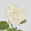 Eliza Soft Touch Rose 80cm White - Pack of 12