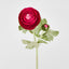 Clara Fuschia Ranunculus Spray
49cm - Pack of 24