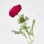 Clara Fuschia Ranunculus Spray
49cm - Pack of 24