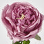 Dianna Real Touch Rose Steam Autumn Pink
60cm - Pack of 30