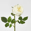 Dianna Real Touch Rose Steam Light Champagne
60cm - Pack of 30