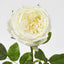 Dianna Real Touch Rose Steam Light Champagne
60cm - Pack of 30
