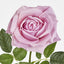 Walter Real Touch Rose Stem Lavender
61cm - Pack of 24
