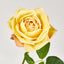 Walter Real Touch Rose Stem Yellow
61cm - Pack of 24