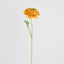 Ranunculus Stem 56cm Orange - Pack of 12