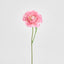 Ranunculus Stem 56cm Pink - Pack of 12
