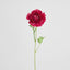 Ranunculus Stem 56cm Dark Pink - Pack of 12