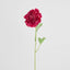 Ranunculus Stem 56cm Dark Pink - Pack of 12