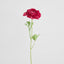 Ranunculus Stem 56cm Dark Pink - Pack of 12