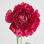 Ranunculus Stem 56cm Dark Pink - Pack of 12