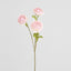Ranunculus Pink 60cm